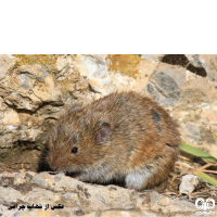 گونه ول معمولی Common Vole